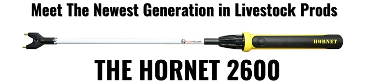 New hotshot - Hornet 2600